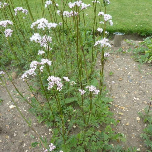 Valeriána lekárska – ( Valeriana officinalis L. ) / živá bylinka, rastlinka v kvetináči